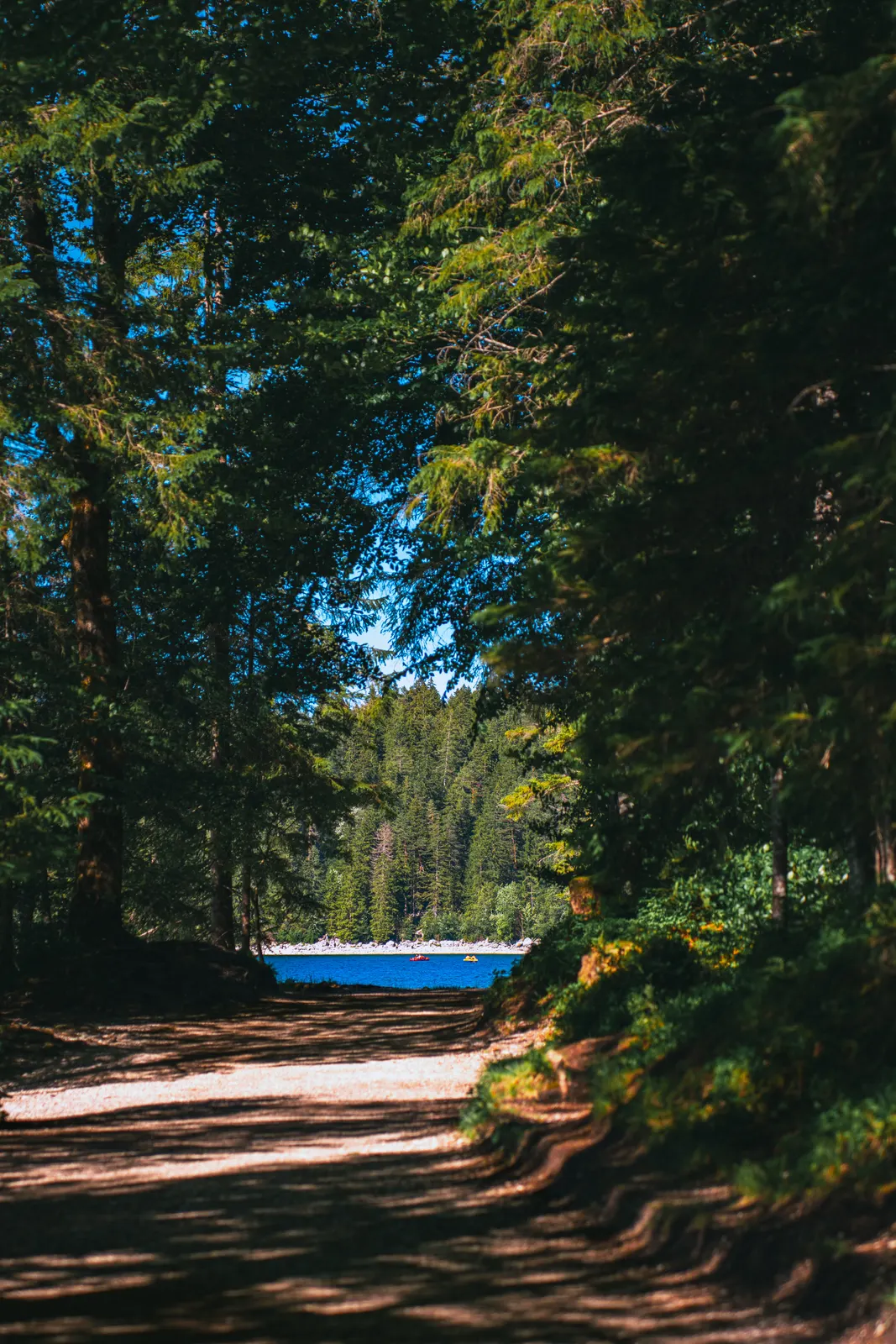 Forest path opening onto an alpine lake framed by tall pines